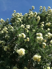 Anthyllis barba-jovis