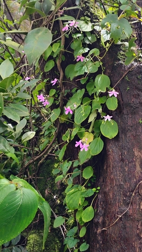 Impatiens acaulis observed 2026-09-04