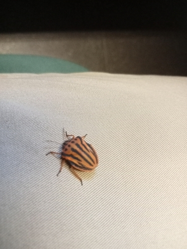 Semipunctated Shield Bug
