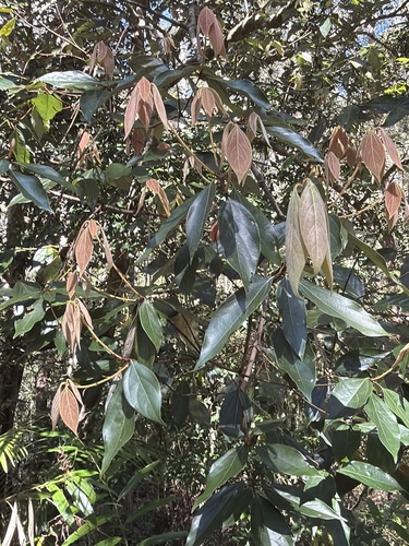 Neolitsea dealbata