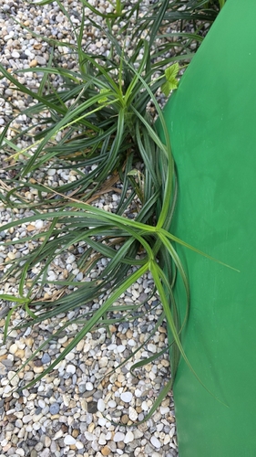 Carex hirta, photograph 6