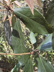 Neolitsea dealbata, photograph (c) Martin Hannan-Jones, some rights reserved (CC BY)