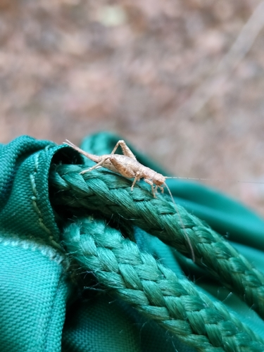 Hairy Scale-cricket