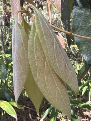 Neolitsea dealbata, photograph 3