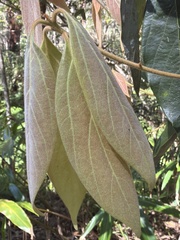 Neolitsea dealbata, photograph (c) Martin Hannan-Jones, some rights reserved (CC BY)