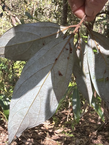 Neolitsea dealbata, photograph 4