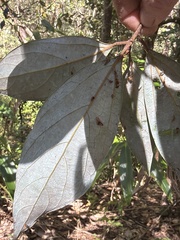 Neolitsea dealbata, photograph (c) Martin Hannan-Jones, some rights reserved (CC BY)