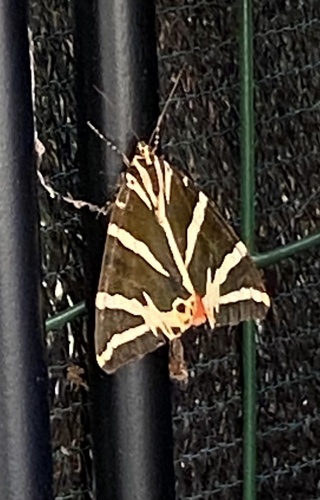 Jersey Tiger