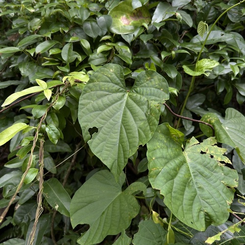 Stictocardia tiliifolia observed 2026-09-04
