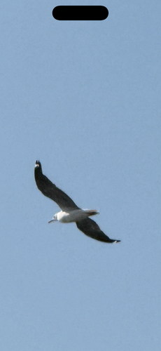 iNaturalist image