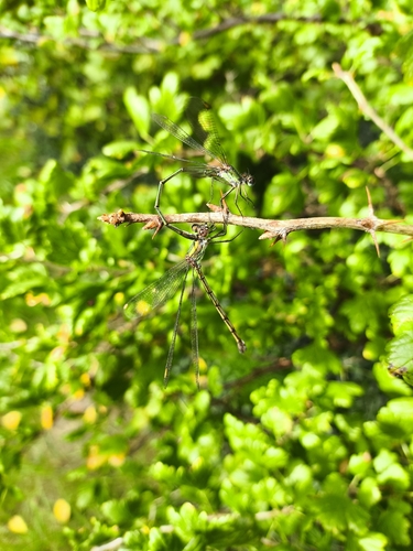 Western Willow Spreadwing