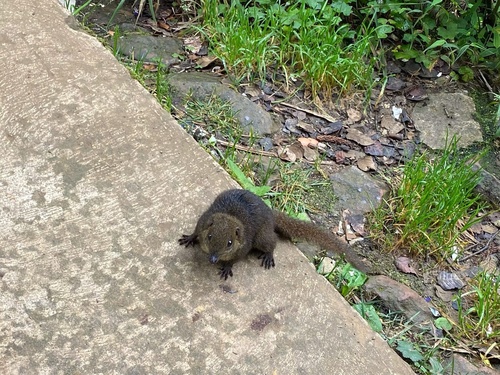 Mountain Treeshrew