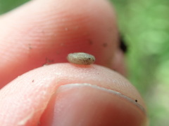 Helicodiscus parallelus