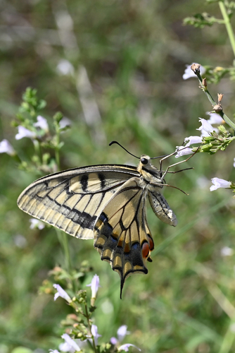 Old World Swallowtail