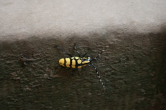 Anoplophora horsfieldii