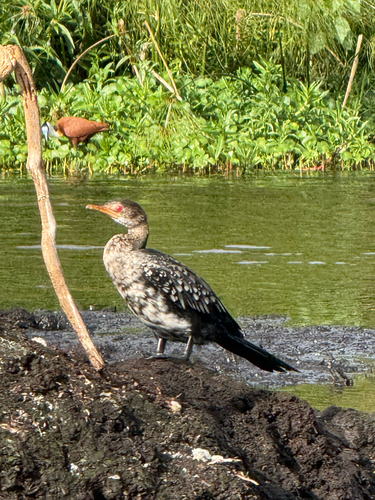 iNaturalist image