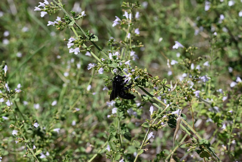 Xylocopa