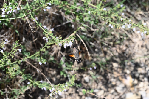 Eurasian Hummingbird Hawkmoth
