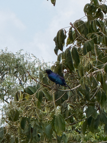 Rüppell's Starling