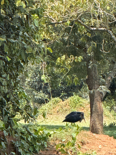 Marabou Stork