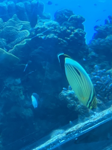 Exquisite Butterflyfish