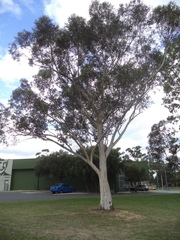 Eucalyptus mannifera