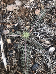 Pedicularis semibarbata