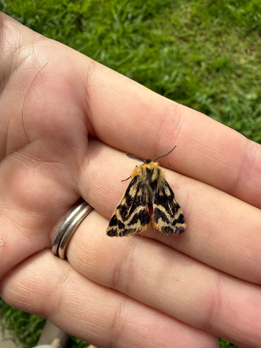 Crimson Tiger Moth