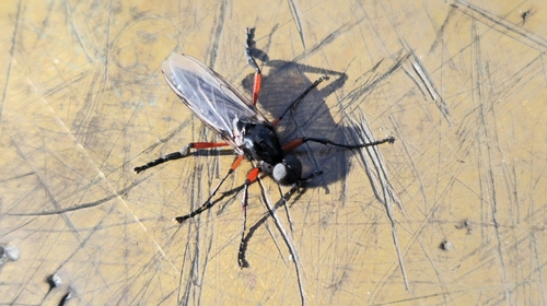 Red-thighed St Mark's Fly