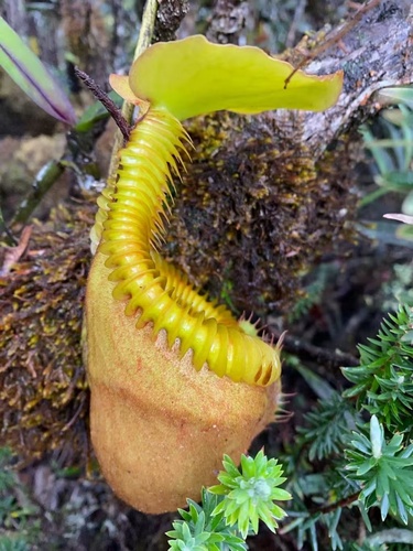 Nepenthes villosa