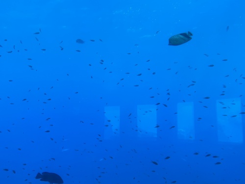 Crown Butterflyfish