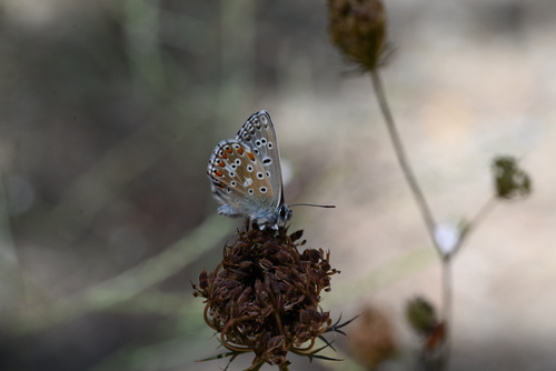 Adonis Blue