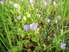 Phacelia hirsuta