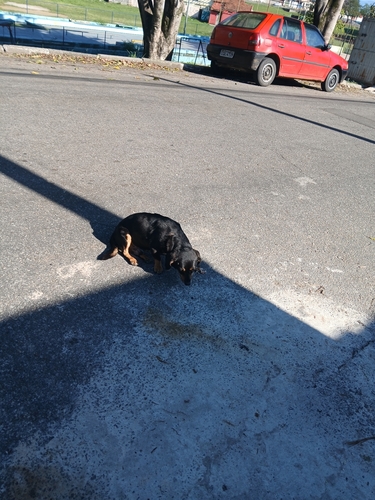 Western Domestic Dog