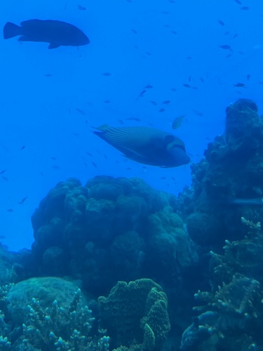 Emperor Angelfish