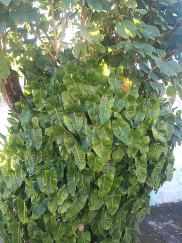 Philodendron quinquenervium