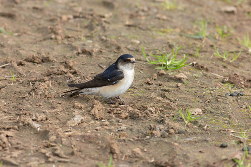 Tree Martin