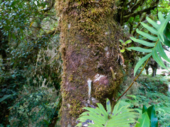 Drimys granadensis