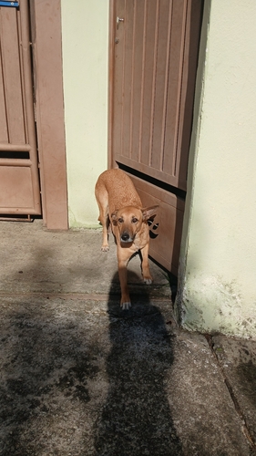 Domestic Dog