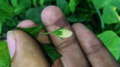 Acmella radicans