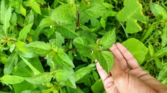 Acmella radicans, photograph (c) Aadi Kulkarni, some rights reserved (CC BY)
