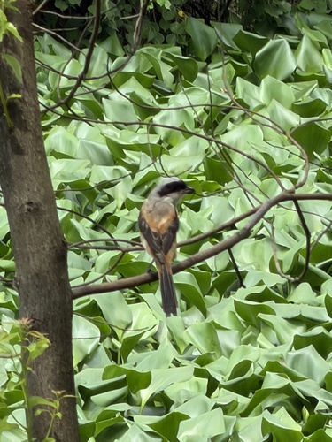 Long-tailed Shrike