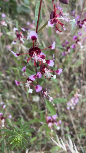 Springville clarkia (Clarkia springvillensis)