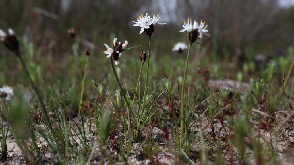 Borya scirpoidea