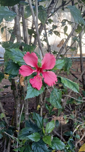 Red Hibiscus