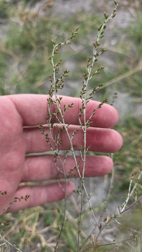 Artemisia santonicum, photograph 3