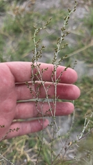 Artemisia santonicum, photograph (c) Christoph Moning, some rights reserved (CC BY)