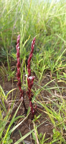 cowpea witchweed