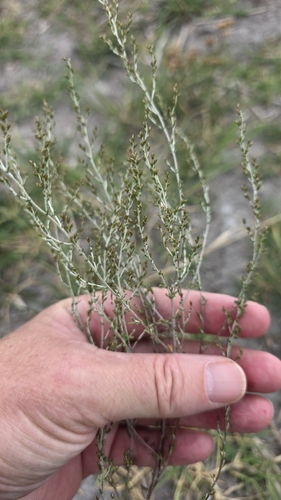 Artemisia santonicum, photograph 4