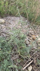 Artemisia santonicum